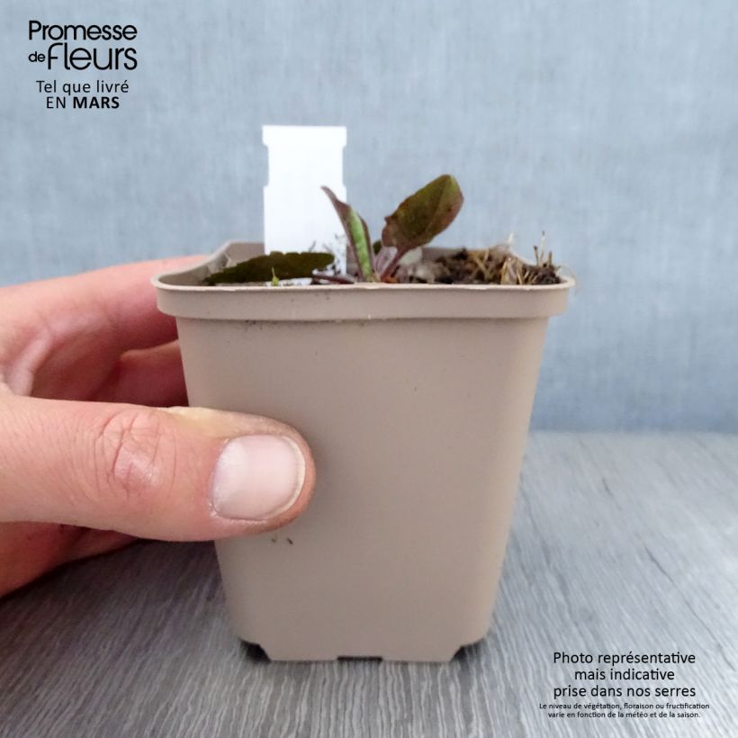 Amostra de Áster azureus Vaso de 8/9 cm tal como entregue na primavera