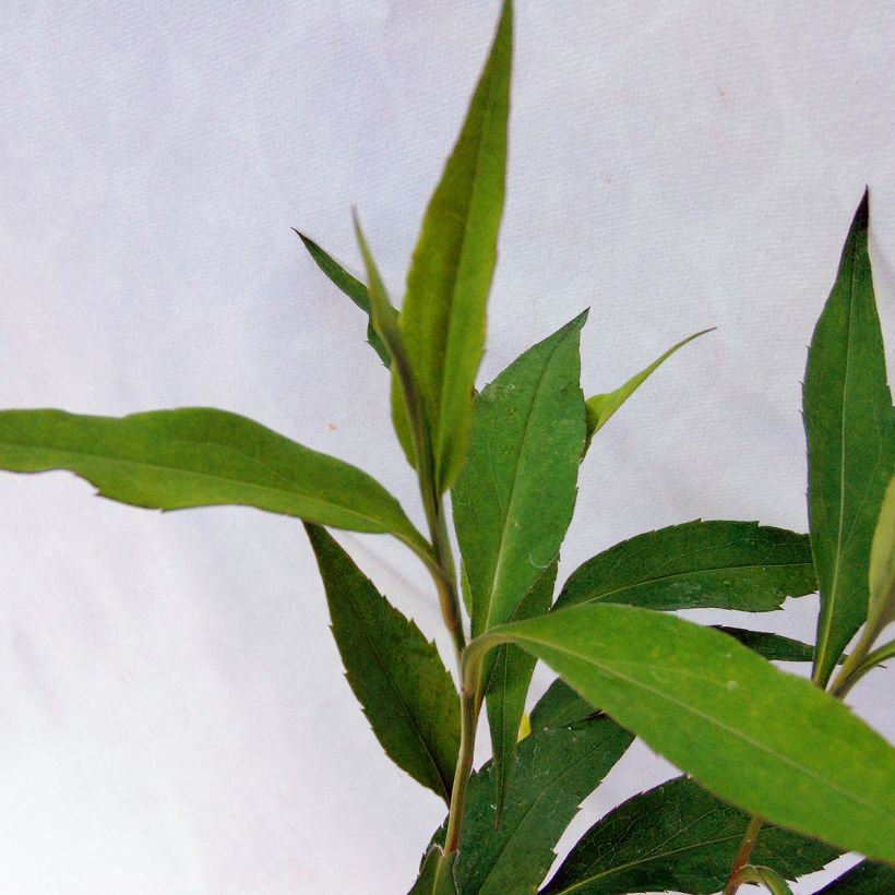 Áster cordifolius Blue Heaven (Folhagem)