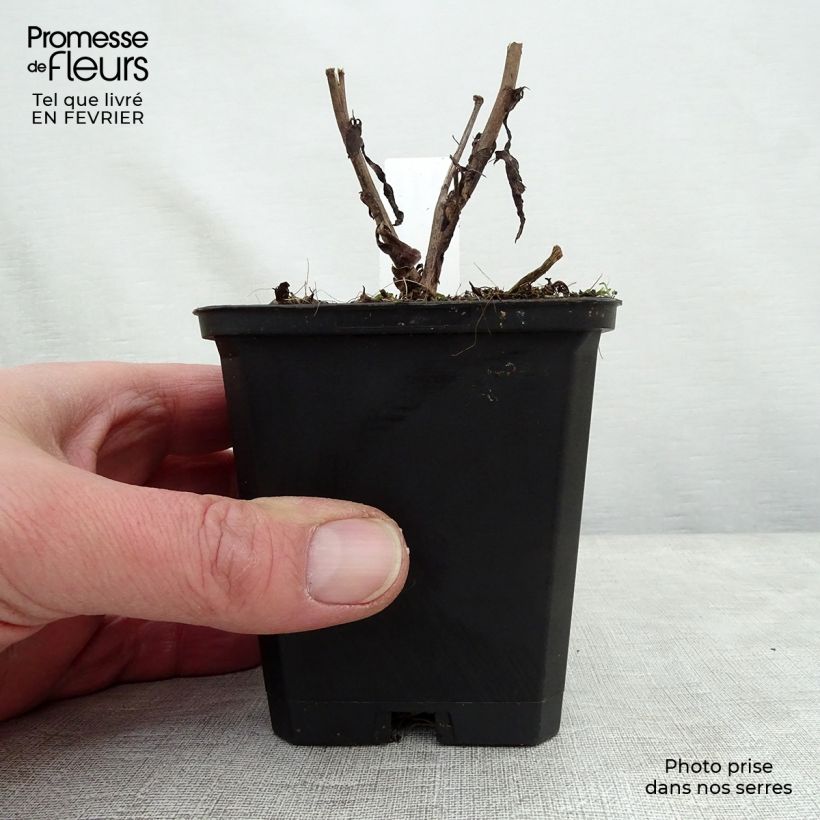 Amostra de Aster cordifolius Blue Heaven Vaso de 8/9 cm tal como entregue no inverno