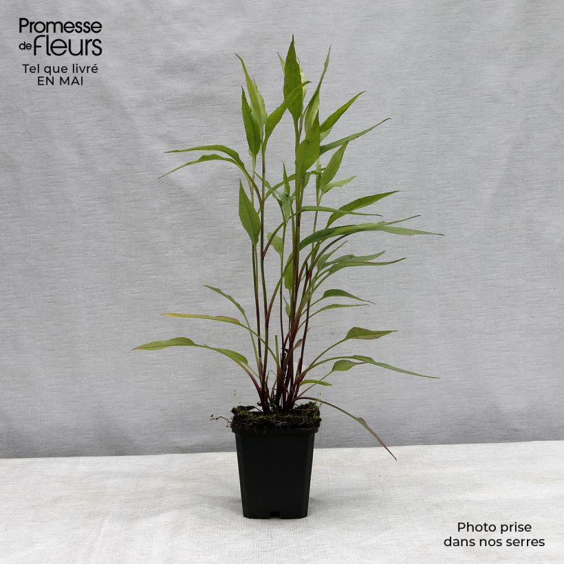 Amostra de Áster cordifolius Blue Heaven Vaso de 8/9 cm tal como entregue na primavera