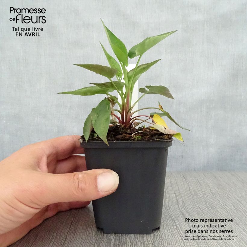 Amostra de Aster cordifolius Blütenregen - Áster de outono Vaso de 8/9 cm tal como entregue na primavera