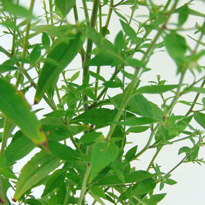 Áster cordifolius Idéal (Folhagem)