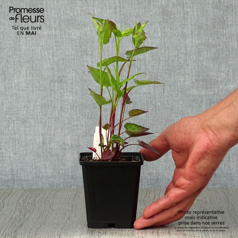 Amostra de Áster cordifolius Idéal Vaso de 8/9 cm tal como entregue na primavera