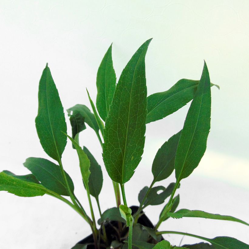 Áster cordifolius Little Carlow - Áster de outono (Folhagem)