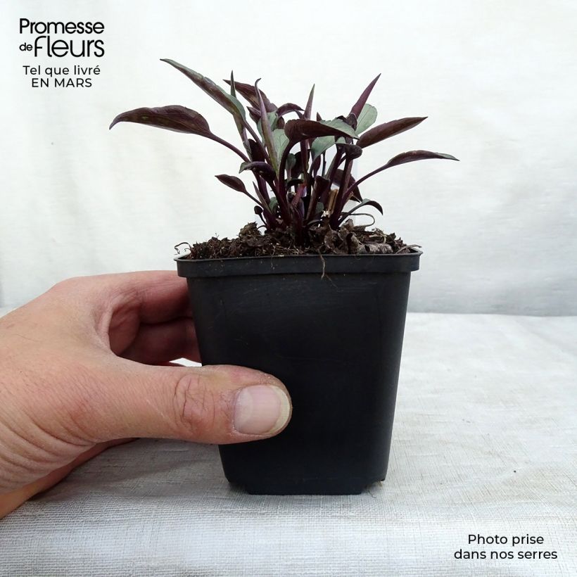 Amostra de Áster cordifolius Little Carlow - Áster de outono Vaso de 8/9 cm tal como entregue no inverno