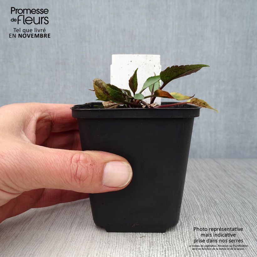 Amostra de Áster cordifolius Little Carlow - Áster de outono Vaso de 8/9 cm tal como entregue no outono
