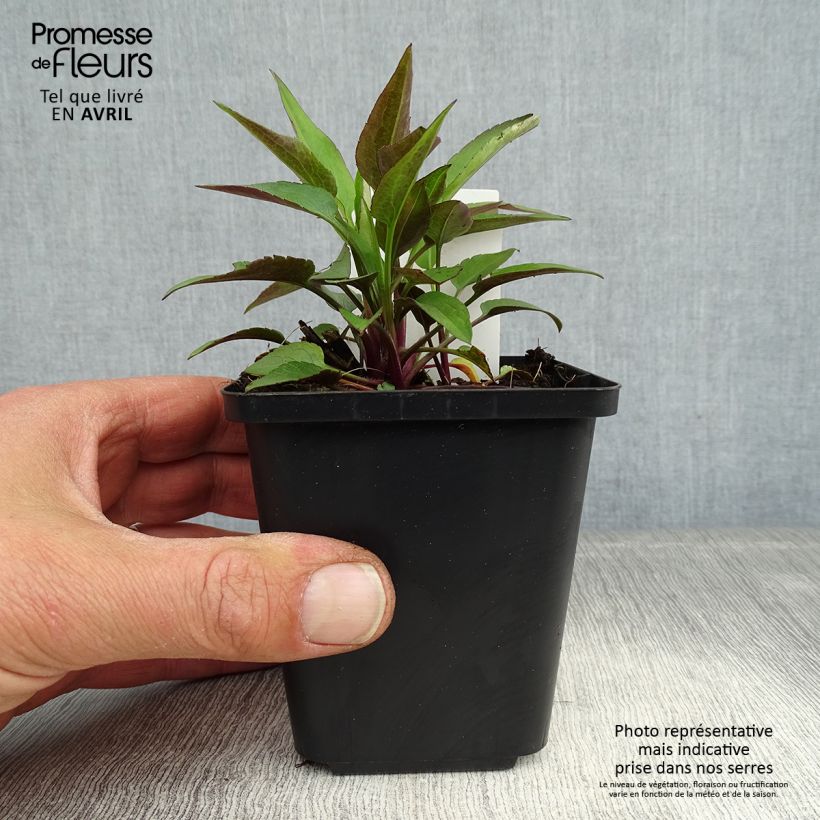 Amostra de Áster cordifolius Little Carlow - Áster de outono Vaso de 8/9 cm tal como entregue na primavera