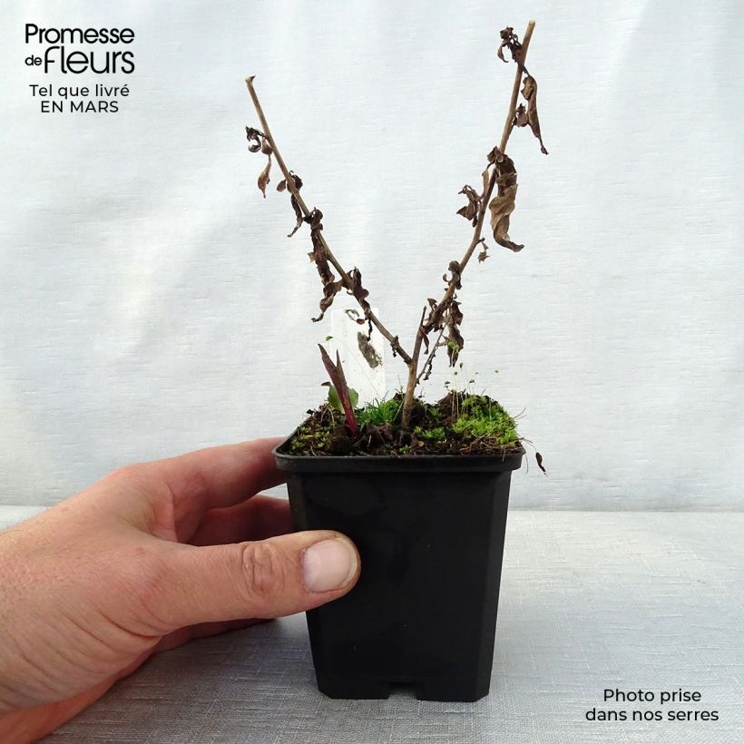 Amostra de Áster cordifolius Photograph Vaso de 8/9 cm tal como entregue na primavera