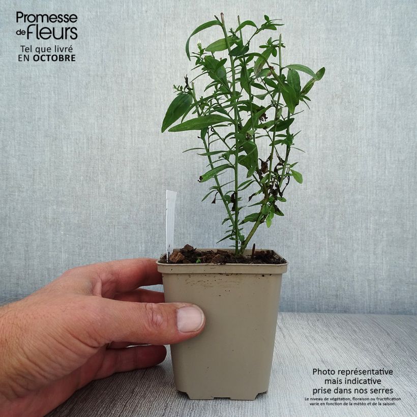 Amostra de Áster cordifolius Photograph Vaso de 8/9 cm tal como entregue no outono