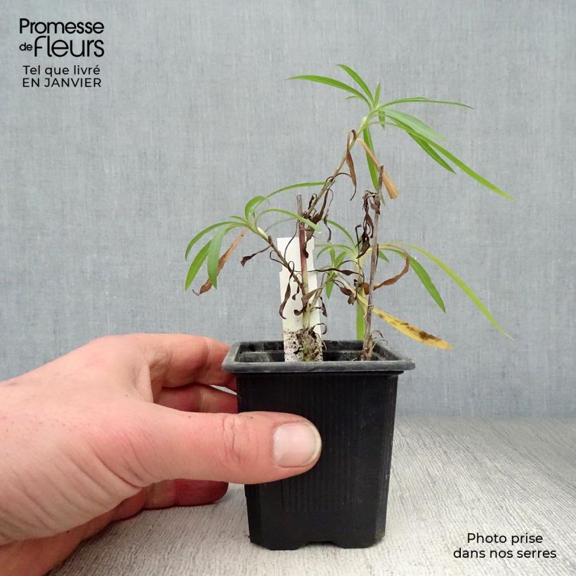 Amostra de Aster datschii Vaso de 8/9 cm tal como entregue no inverno