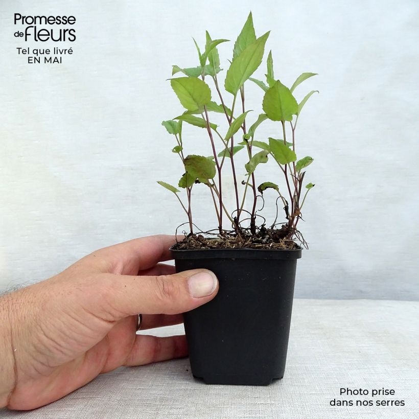 Amostra de Áster divaricatus Beth Chatto Vaso de 8/9 cm tal como entregue na primavera