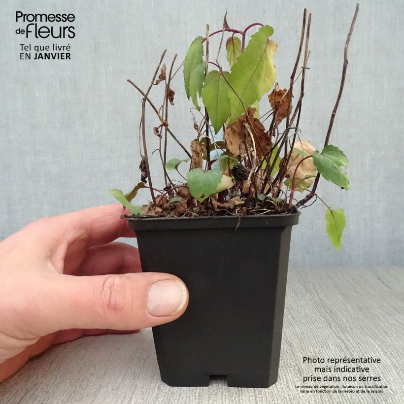 Amostra de Áster divaricatus Beth Chatto Vaso de 8/9 cm tal como entregue no inverno