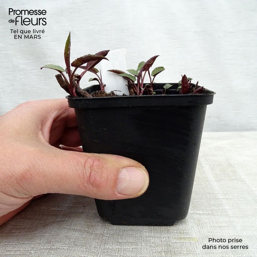 Amostra de Áster divaricatus Tradescant Vaso de 8/9 cm tal como entregue na primavera