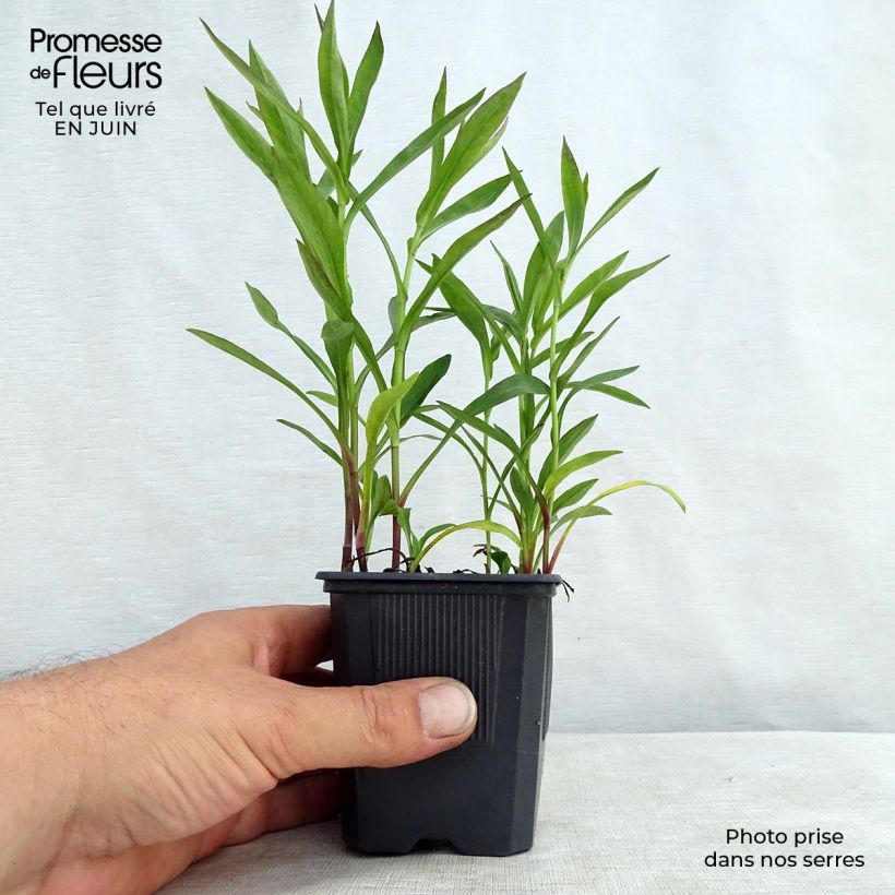 Amostra de Áster dumosus Anneke - Áster Anão Vaso de 8/9 cm tal como entregue no verão