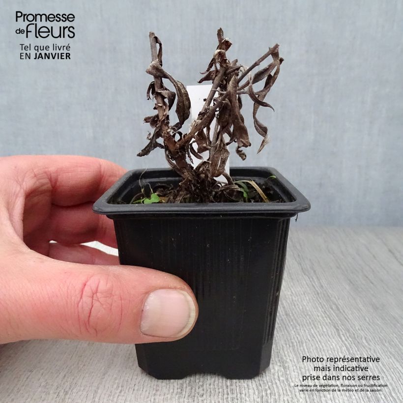 Amostra de Aster dumosus Augenweide - Aster nain d’automne Vaso de 8/9 cm tal como entregue no inverno