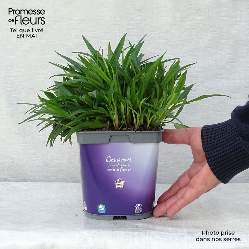 Amostra de Áster dumosus Augenweide - Áster Anão Vaso de 2 L/3 L tal como entregue na primavera