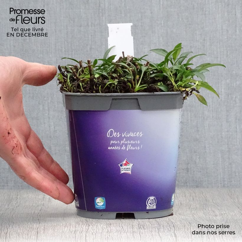 Amostra de Aster dumosus Augenweide - Aster nain d’automne Vaso de 2 L/3 L tal como entregue no inverno