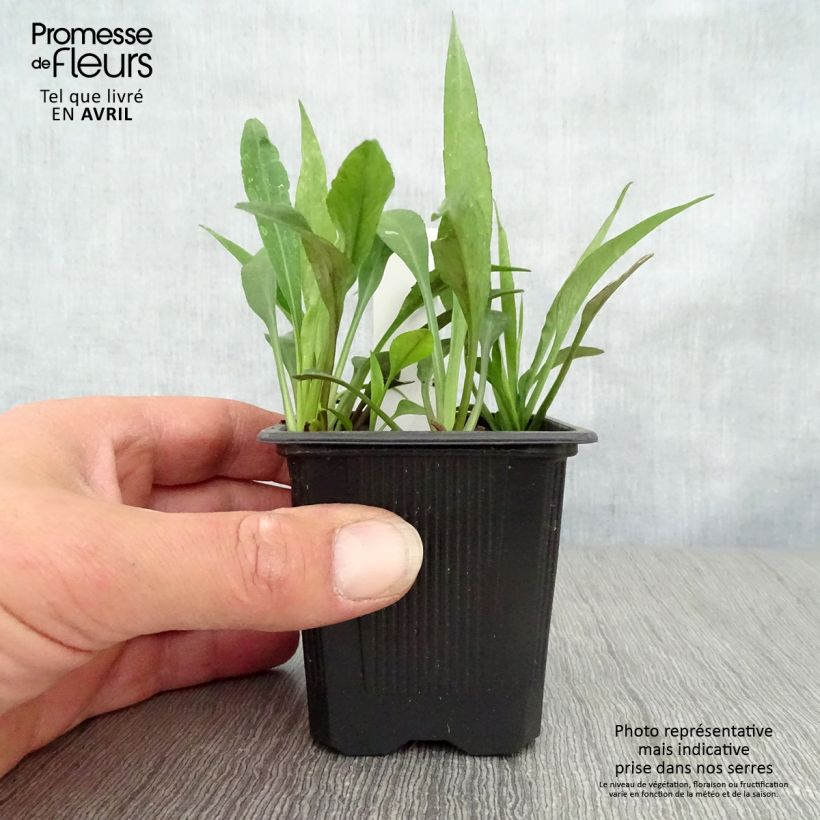 Amostra de Áster dumosus Augenweide - Áster Anão Vaso de 8/9 cm tal como entregue na primavera