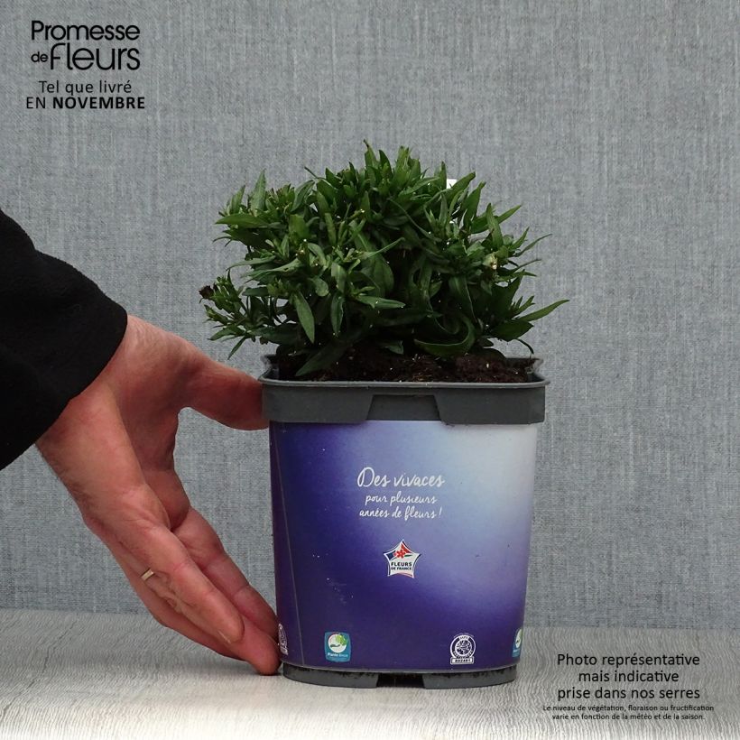 Amostra de Áster dumosus Augenweide - Áster Anão Vaso de 2 L/3 L tal como entregue no outono