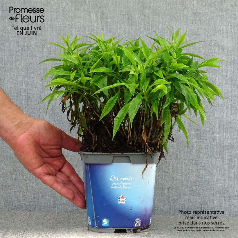 Amostra de Áster dumosus Augenweide - Áster Anão Vaso de 2 L/3 L tal como entregue no verão