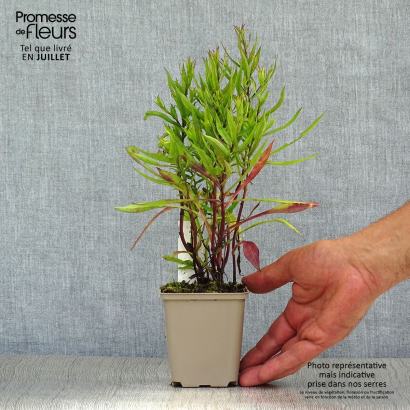 Amostra de Áster dumosus Bahamas - Áster-anão Vaso de 8/9 cm tal como entregue no verão