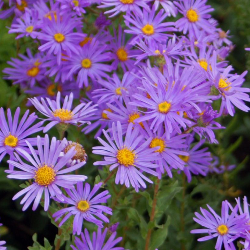 Aster dumosus Early Blue - Áster-anão (Floração)