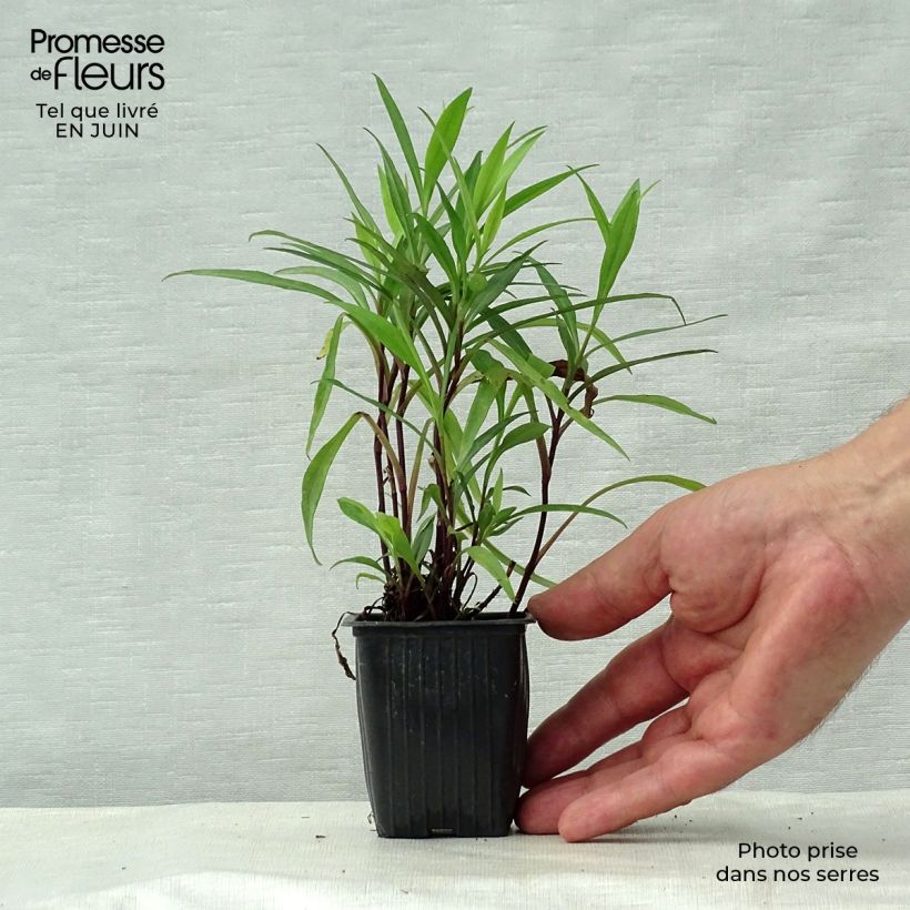 Amostra de Aster dumosus Early Blue - Áster-anão Vaso de 7/8 cm tal como entregue no verão