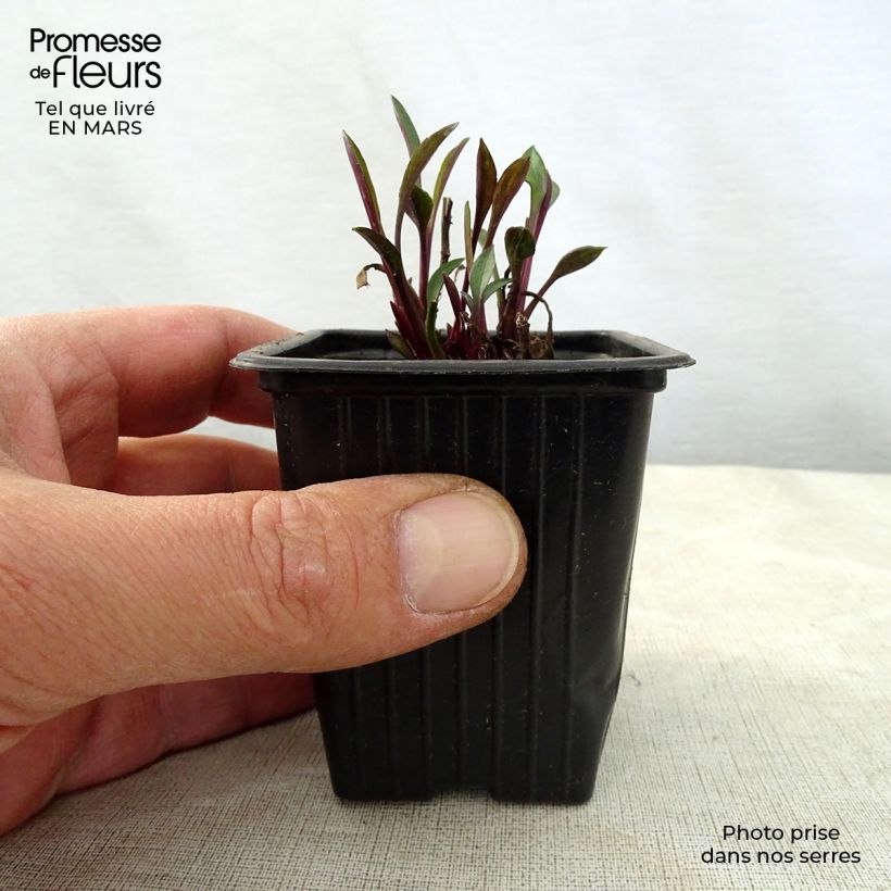 Amostra de Aster dumosus Early Blue - Áster-anão Vaso de 7/8 cm tal como entregue na primavera