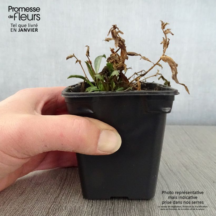 Amostra de Aster dumosus Early Blue - Aster nain Vaso de 7/8 cm tal como entregue no inverno