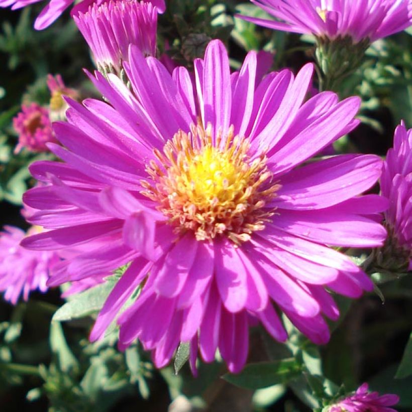 Aster dumosus Jenny - Áster-anão (Floração)