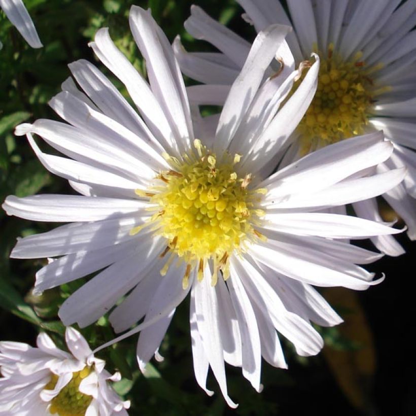 Aster dumosus Kristina (Floração)