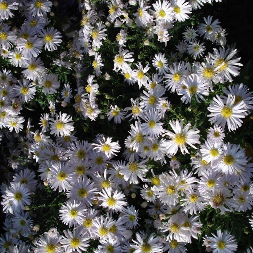 Aster dumosus Kristina (Hábito)