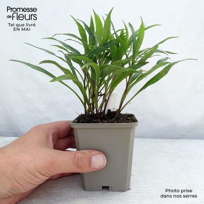 Amostra de Aster dumosus Kristina Vaso de 8/9 cm tal como entregue na primavera