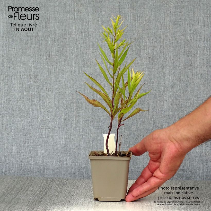 Amostra de Aster dumosus Kristina Vaso de 8/9 cm tal como entregue no verão