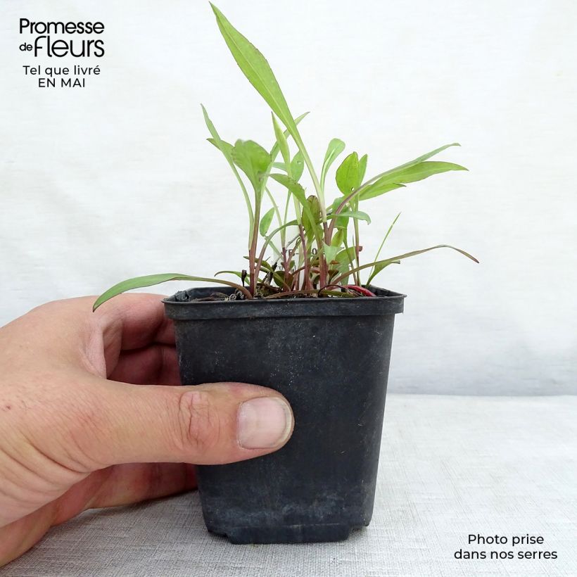 Amostra de Áster dumosus Lady In Blue Vaso de 8/9 cm tal como entregue na primavera