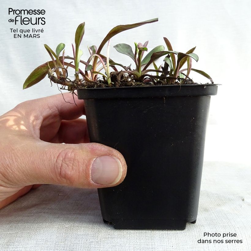 Amostra de Aster dumosus Lady In Blue Vaso de 8/9 cm tal como entregue no inverno