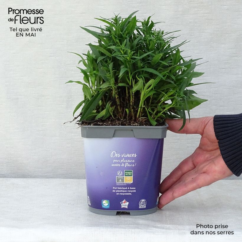 Amostra de Áster dumosus Lady In Blue Vaso de 2 L/3 L tal como entregue na primavera