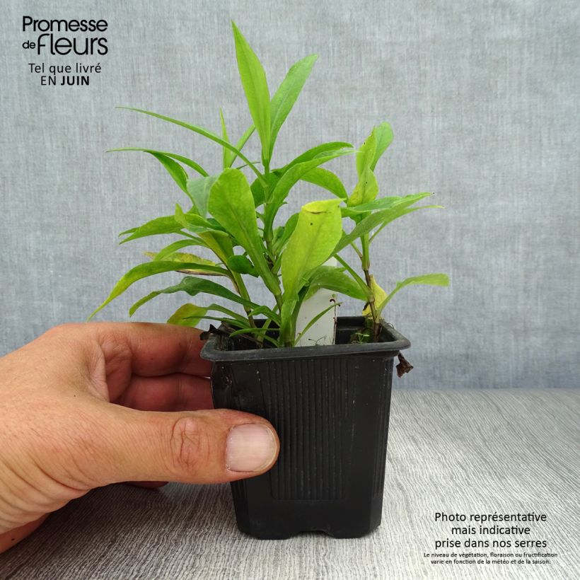 Amostra de Áster dumosus Marjorie - Áster Anão Vaso de 8/9 cm tal como entregue no verão