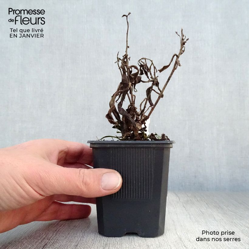 Amostra de Áster dumosus Marjorie - Áster Anão Vaso de 8/9 cm tal como entregue no inverno