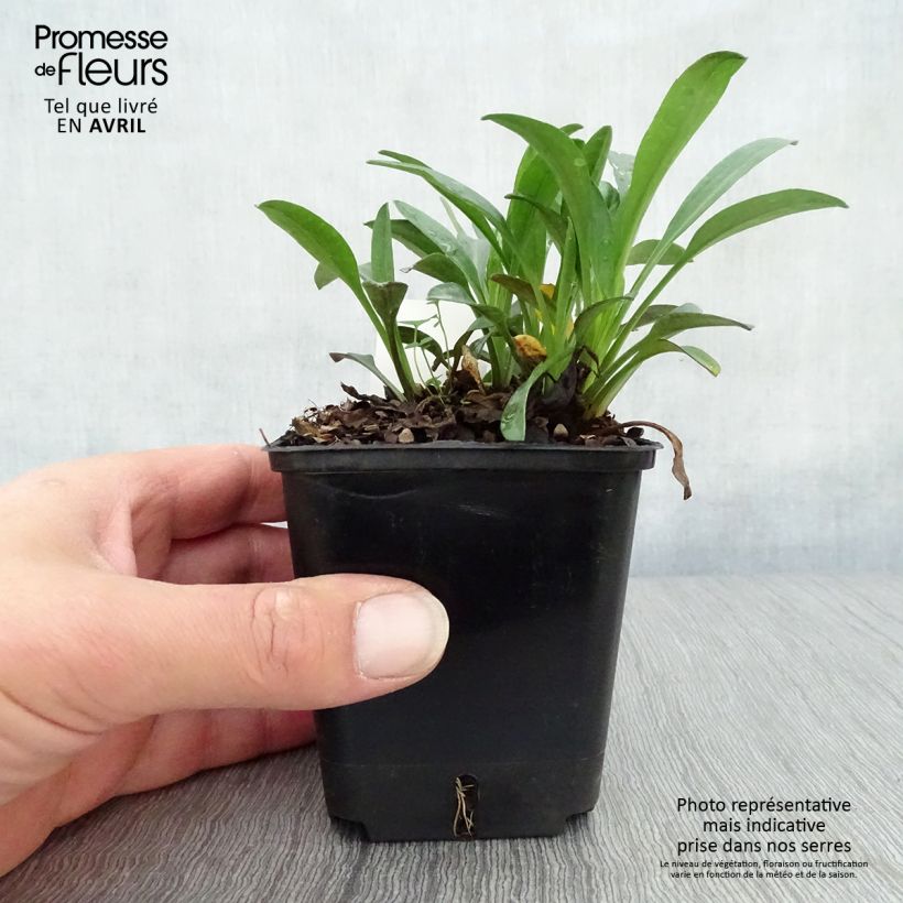 Amostra de Áster dumosus Marjorie - Áster Anão Vaso de 8/9 cm tal como entregue na primavera