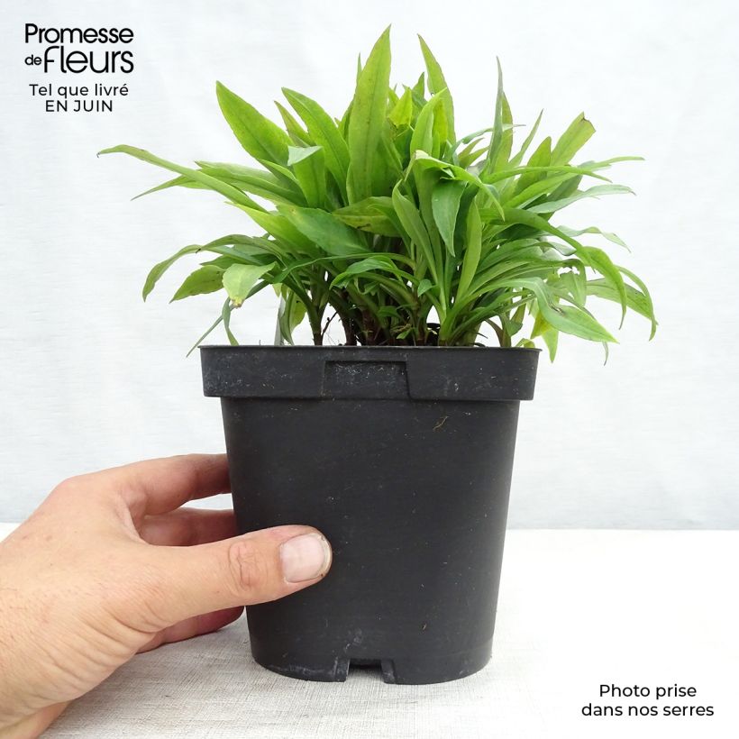 Amostra de Áster dumosus Marjorie - Áster Anão Vaso de 2 L/3 L tal como entregue no verão