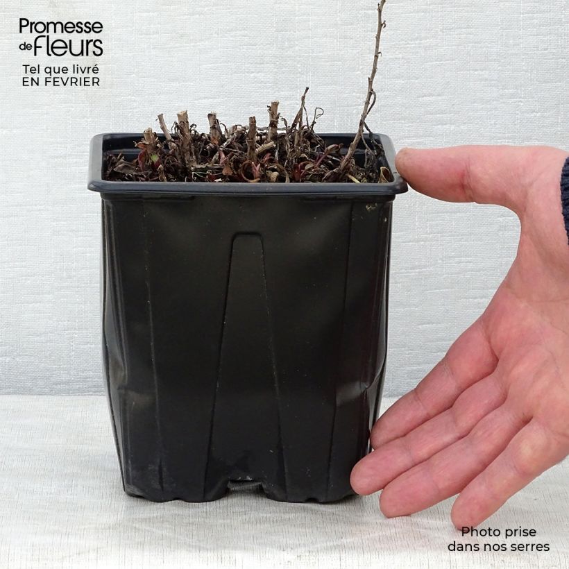 Amostra de Áster dumosus Marjorie - Áster Anão Vaso de 2 L/3 L tal como entregue no inverno