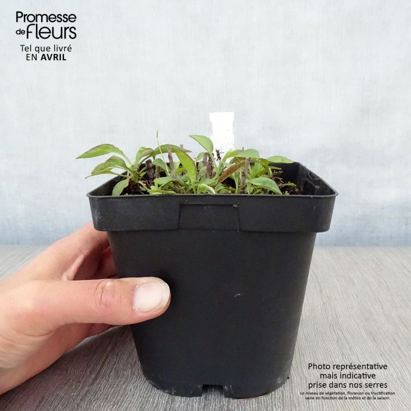 Amostra de Áster dumosus Marjorie - Áster Anão Vaso de 2 L/3 L tal como entregue na primavera