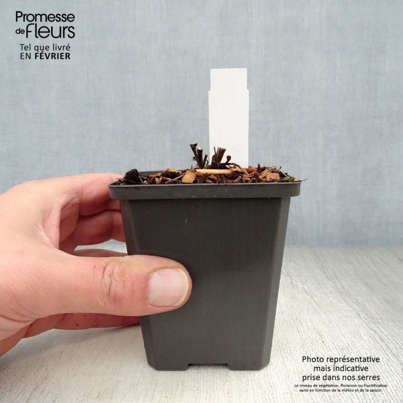 Amostra de Aster dumosus Neron Vaso de 8/9 cm tal como entregue no inverno