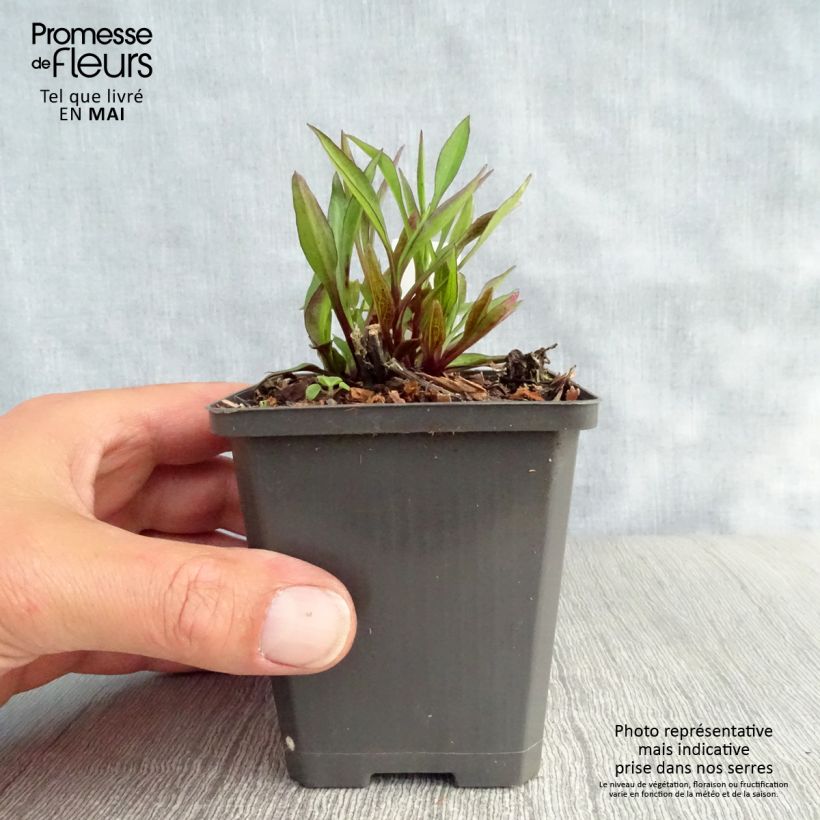 Amostra de Áster dumosus Neron Vaso de 8/9 cm tal como entregue na primavera