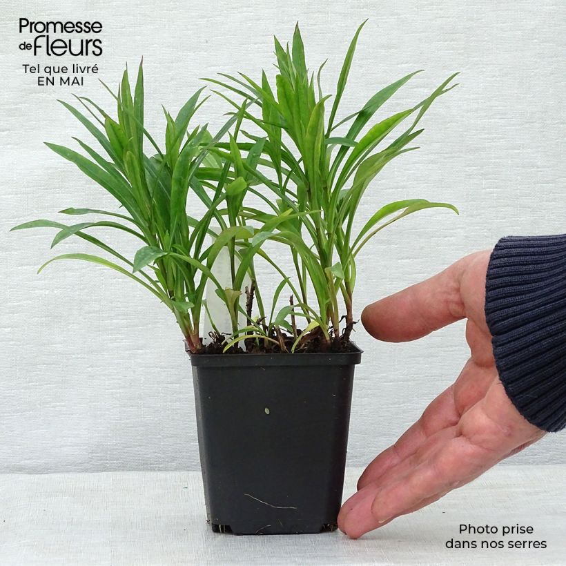 Amostra de Áster dumosus Peter Harrison - Áster-anão-de-outono Vaso de 8/9 cm tal como entregue na primavera