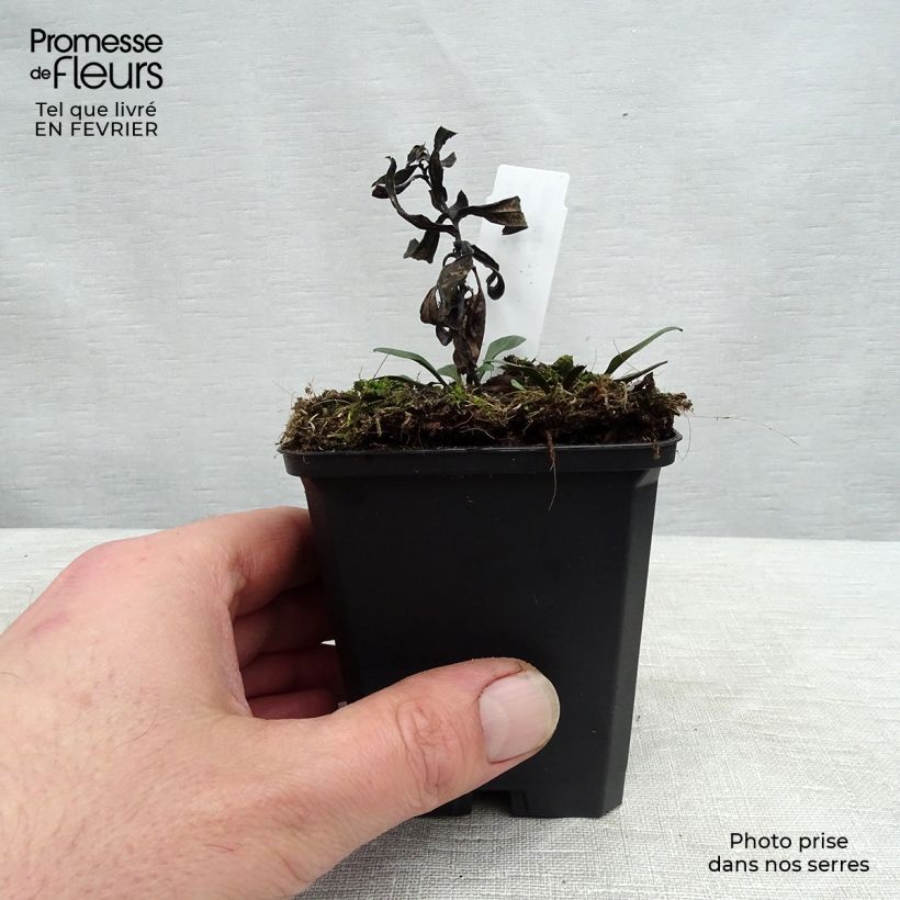 Amostra de Áster dumosus Prof. Anton Kippenberg Vaso de 8/9 cm tal como entregue no inverno