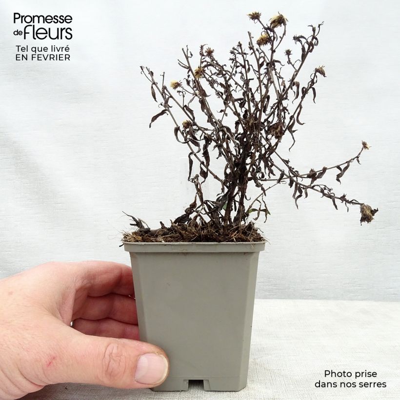 Amostra de Aster dumosus Rosenwichtel - Aster nain d’automne Vaso de 8/9 cm tal como entregue no inverno