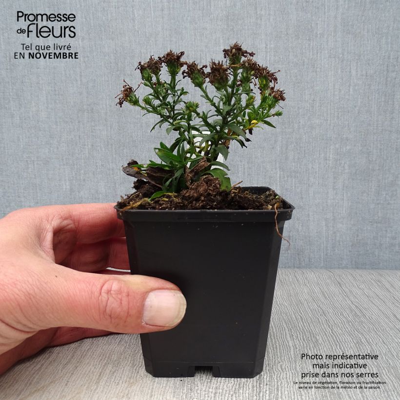 Amostra de Áster dumosus Rosenwichtel - Áster-anão-de-outono Vaso de 8/9 cm tal como entregue no outono