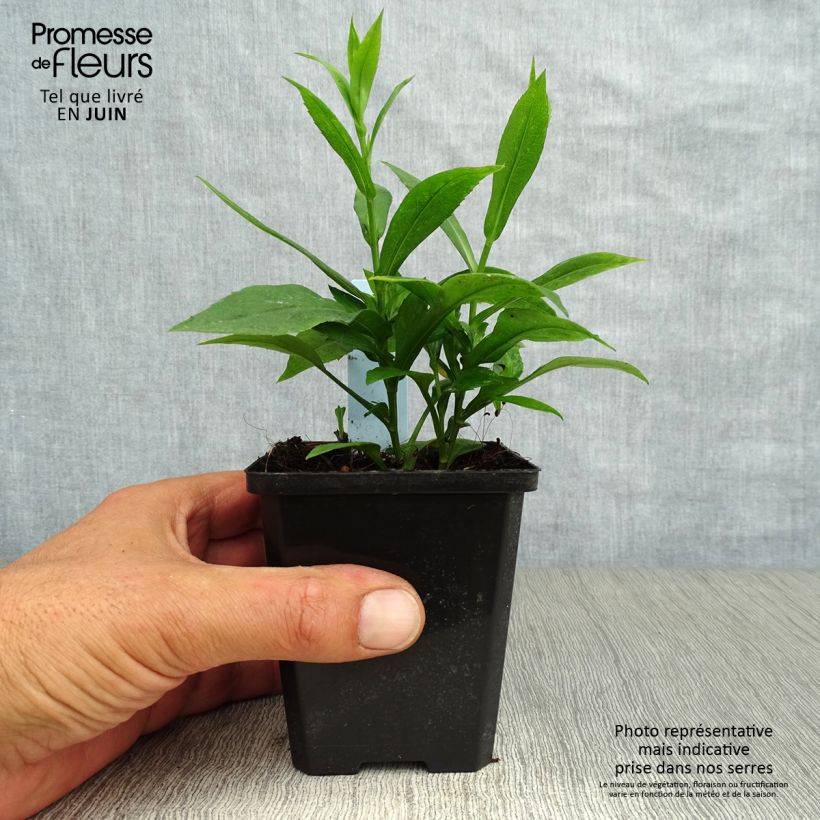 Amostra de Áster dumosus Rosenwichtel - Áster-anão-de-outono Vaso de 8/9 cm tal como entregue no verão